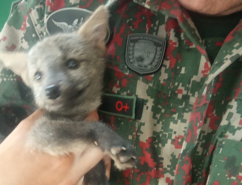 Depois de 'ser abandonado pelos pais', filhote de lobinho é resgatado em casa de Ribas do Rio Pardo