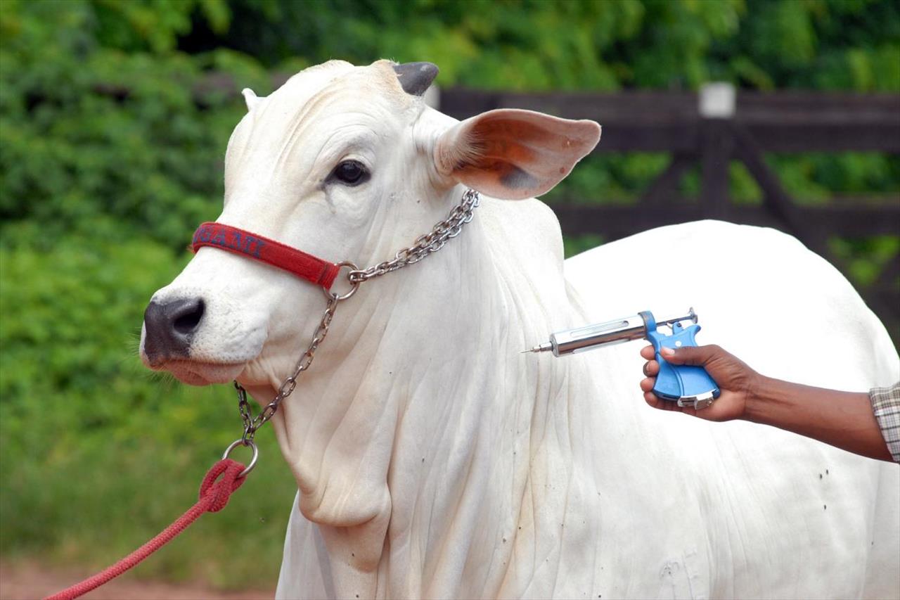 Aberta campanha de vacinação de bovinos e bubalinos em Mato Grosso do Sul, contra a febre aftosa