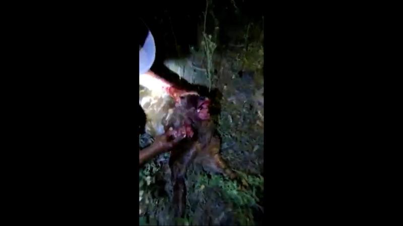 Imagens fortes: bezerro com duas cabeças nasce no interior do Piauí (VÍDEO)