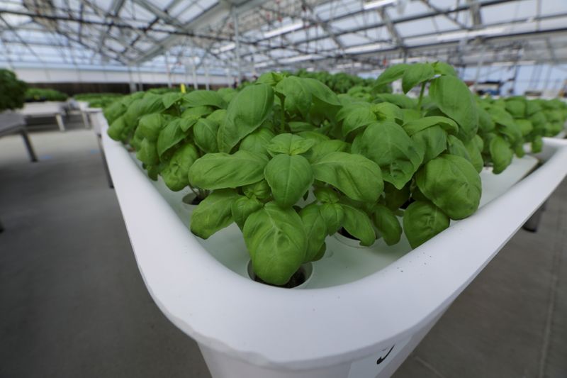 Fundo de tecnologia do bilionário Bill Gates aposta em startup de ‘robôs agricultores’