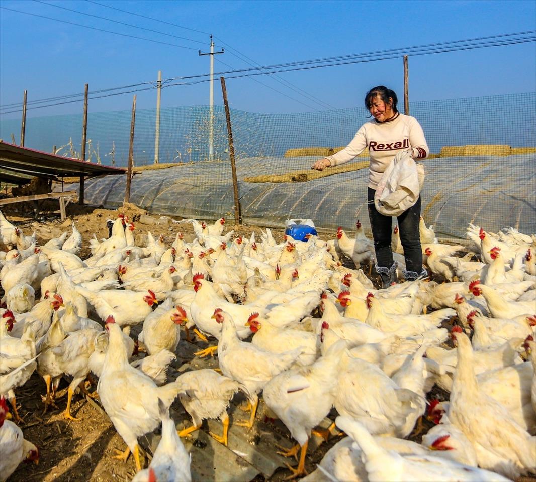Casos de gripe aviária mais contagiosa e mortífera aumentam na China. Estados Unidos estão vigilantes