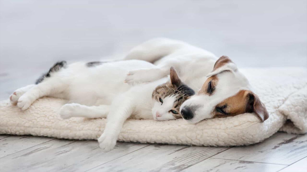 Cães e gatos podem ser infectados com variante Alfa, diz estudo