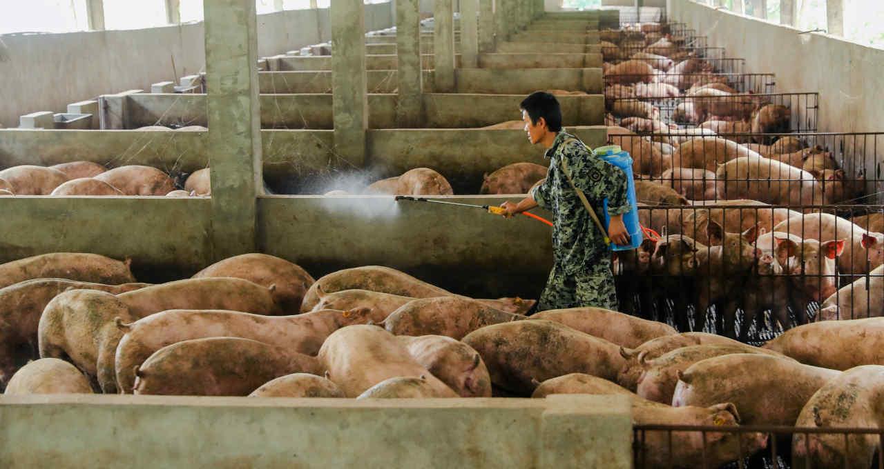China relata surto de peste suína africana na ilha de Hainan