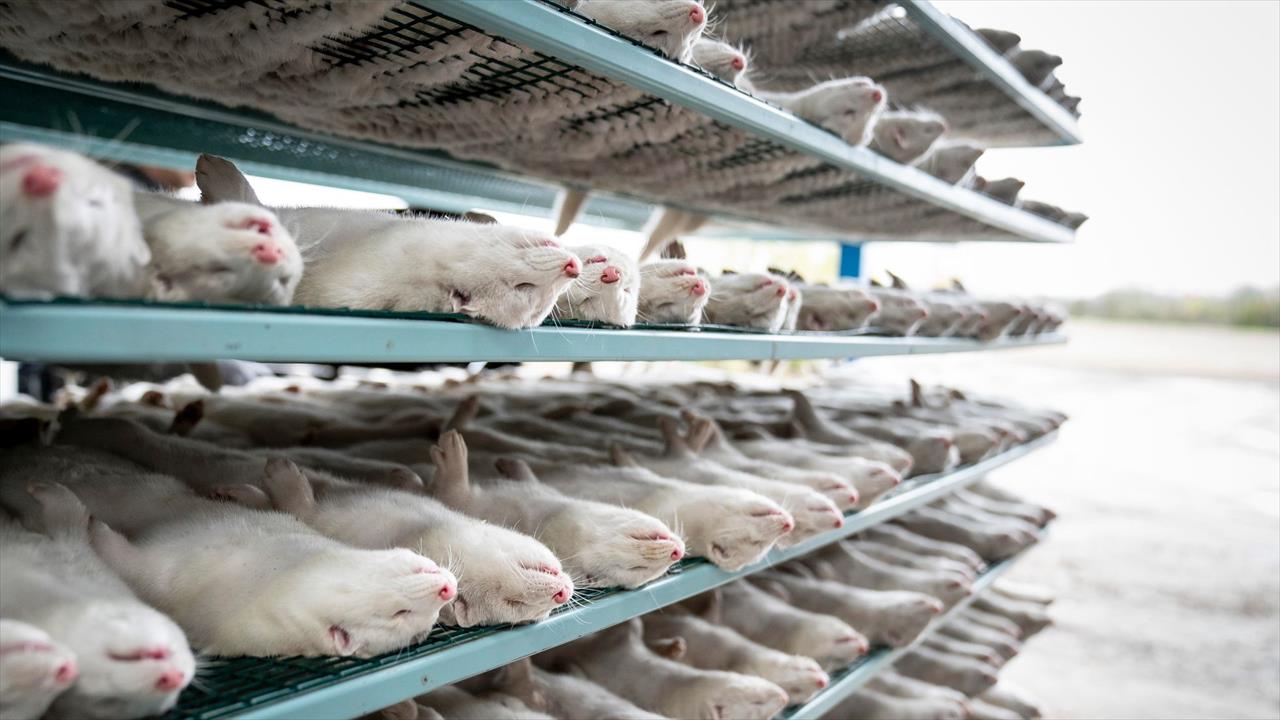 Avanço do contágio do coronavírus entre animais preocupa cientistas