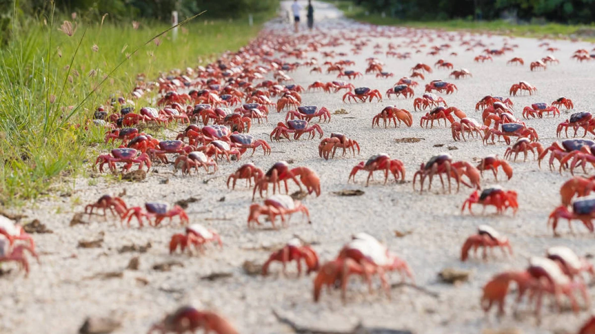 Na Austrália, ruas ficam totalmente repletas de caranguejos vermelhos em rota de migração