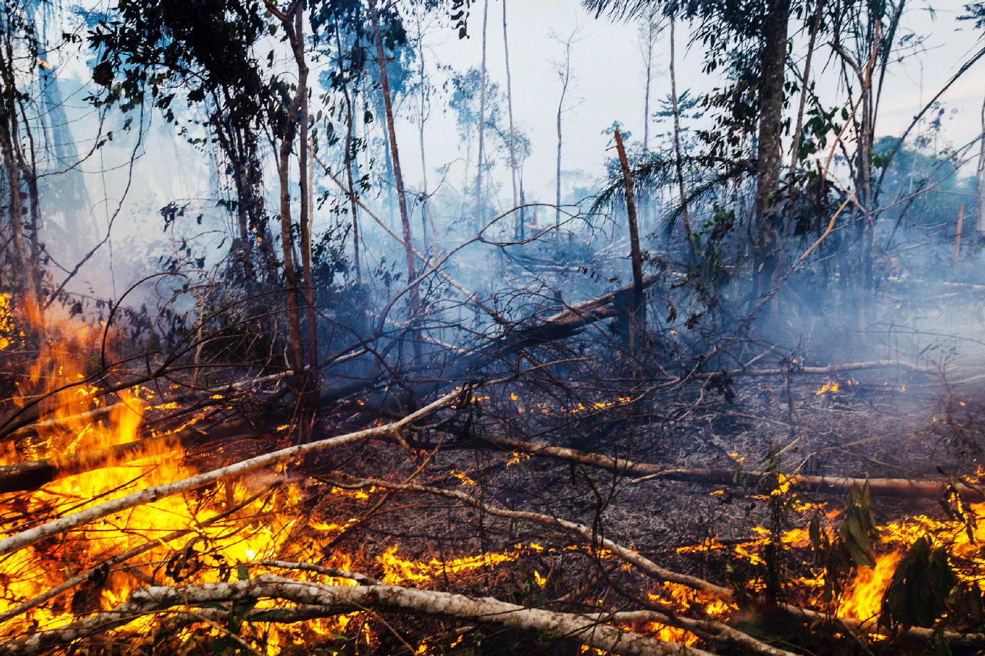 Desmatamento na Amazônia cresce 33% em relação a 2020