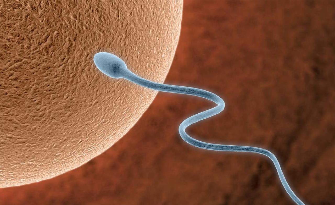 Óvulo escolhe melhores espermatozoides e decide 