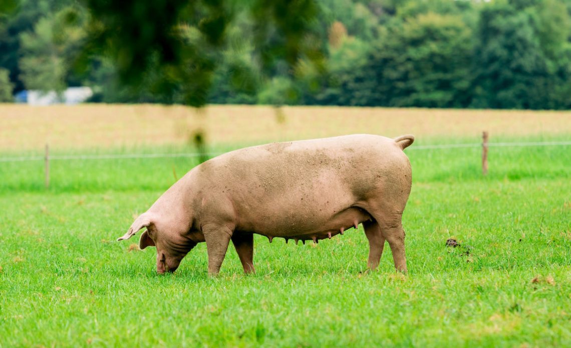 Remédio “à base” de intestino de porco deve ajudar na prevenção de coágulos sanguíneos, diz pesquisa de Michigan