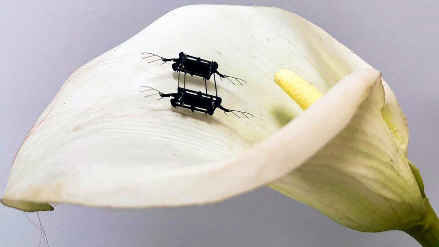 Músculos artificiais tornam robôs-insetos mais fortes e eficientes