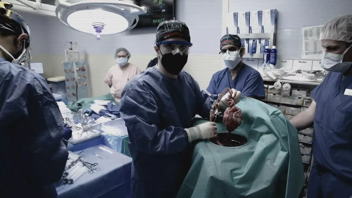 Morre aos 57 anos nos Estados Unidos primeiro paciente a receber um transplante de coração de porco