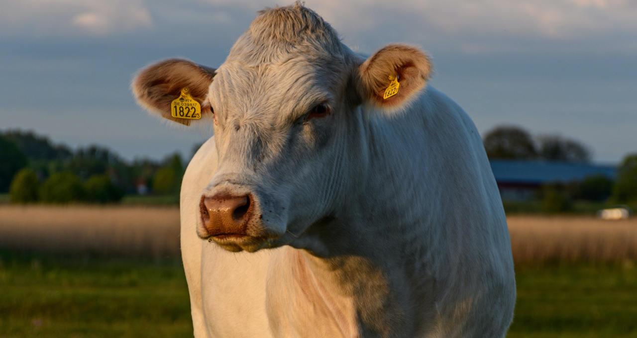 Exportação de carne bovina sobe 47% em fevereiro