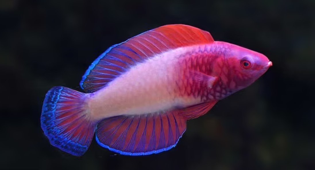 Nova espécie de peixe com cores inacreditáveis é identificada por cientistas na região das Maldivas