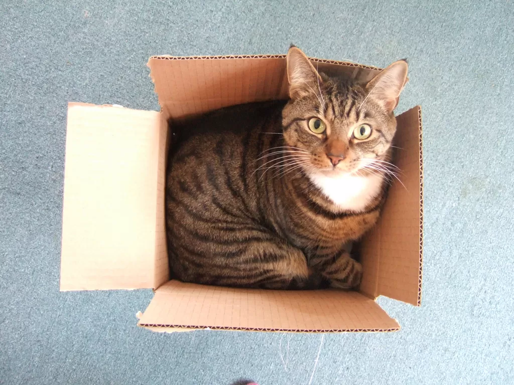 Por que os gatos gostam tanto de entrar em caixas?