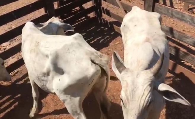 Suspeitos são presos por furto e receptação de gado em Alto Boa Vista