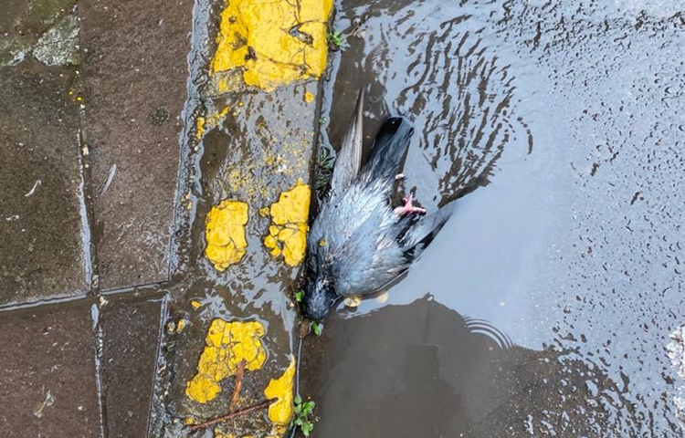 Pombos são encontrados mortos no Centro de Barbosa