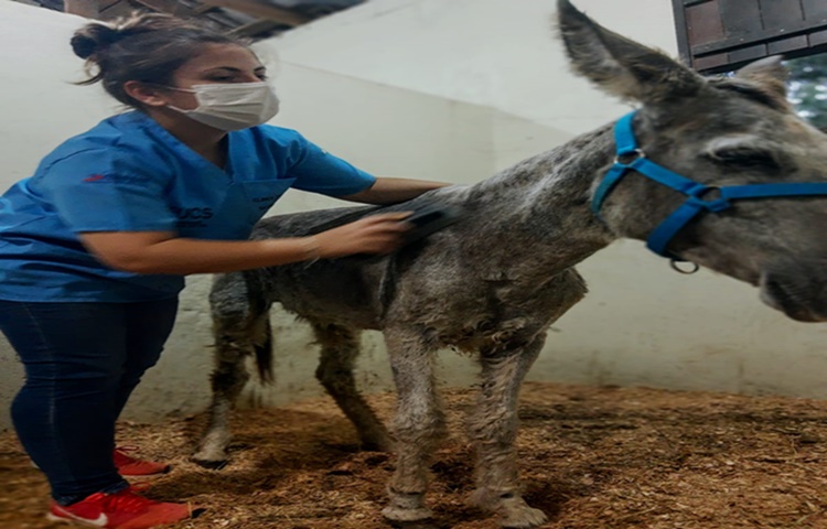 Cavalos resgatados em abatedouro clandestino são atendidos na UCS