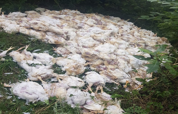 Criadora de frangos de São Rafael ainda contabiliza os prejuízos com a morte das aves por falta de luz