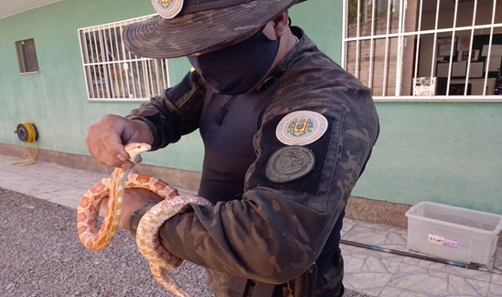 Animal exótico é resgatado em Bento Gonçalves