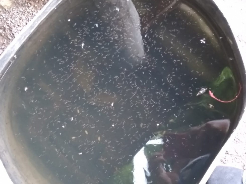 107 focos do mosquito Aedes aegypti são encontrados em Carlos Barbosa