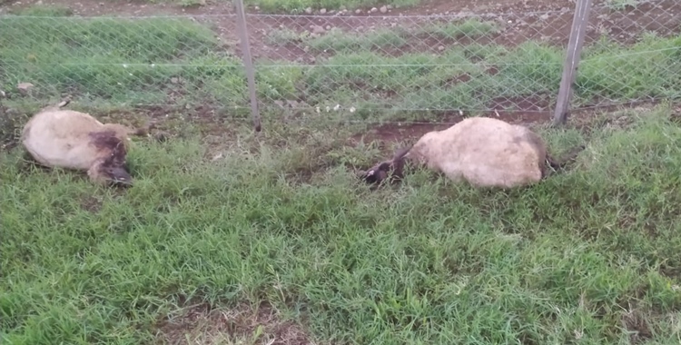 Cães atacam e matam sete ovelhas em granja no interior de Barbosa