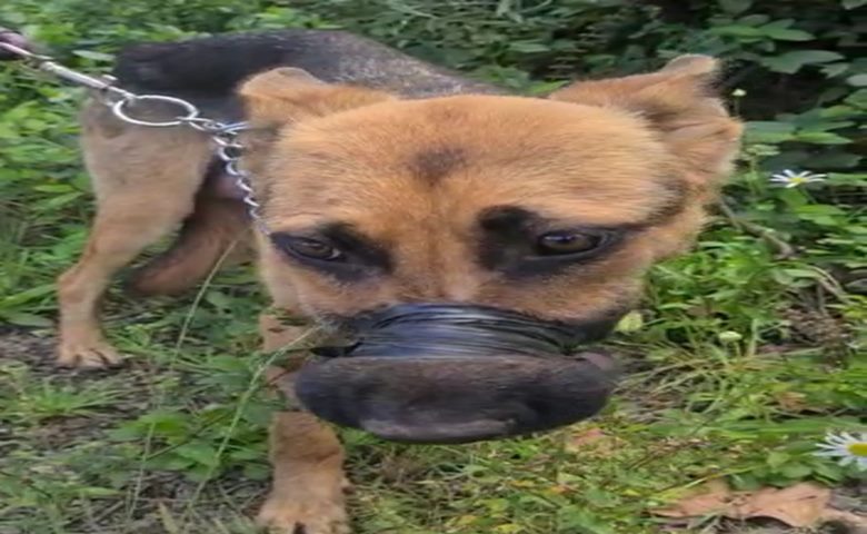 Animais são vítimas de maus-tratos em Farroupilha