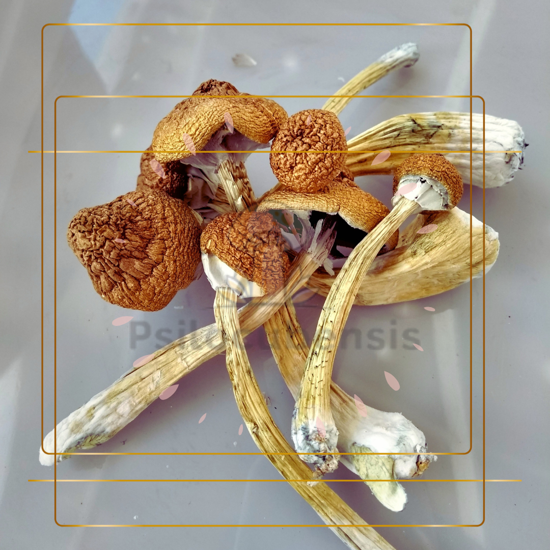 Cogumelo shitake desidratado 10g (a vácuo)