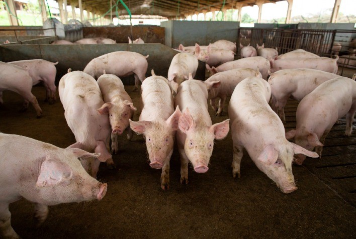 China quer melhorar a genética de seus suínos para que eles engordem mais comendo menos