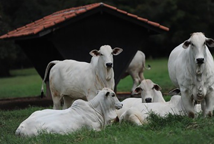 Custo para recria e engorda de gado em Mato Grosso sobe 35% no trimestre