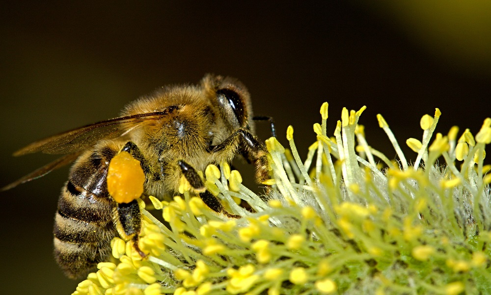 Artigo: As abelhas e o aumento da rentabilidade no agronegócio