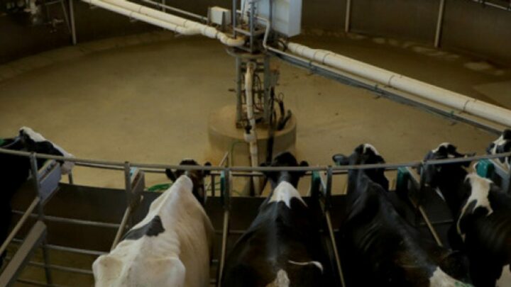 Automação que tomou conta da produção de leite no Paraná