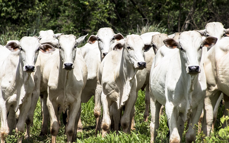 Algas verdes para reduzir metano emitido por bovinos