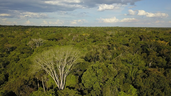 Projeto vai auxiliar a gerar dados para identificação de madeira de desmatamento na Amazônia