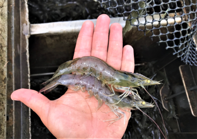 AQUAFEEDS - Resposta do camarão branco do Pacífico a várias dietas distribuídas sob demanda com alimentadores acústicos passivos
