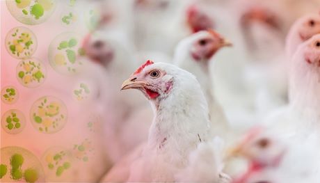 INFORME TÉCNICO - Avicultura e coccidiose: como manter a sanidade de seu plantel