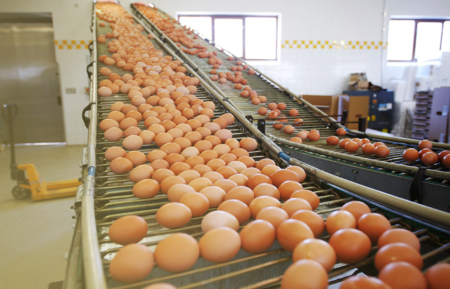 Exportações de ovos mantém alta de 145,1% em 2021