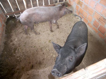 RIO GRANDE DO SUL - Plano de Vigilância para suínos terá rodadas de encontros no RS