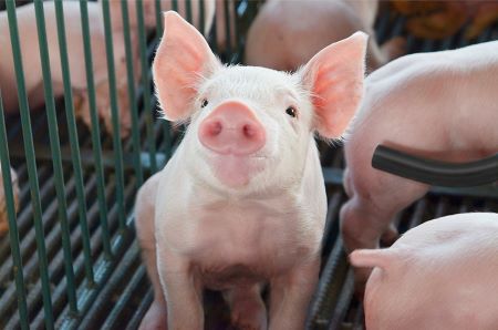 INFORME TÉCNICO - SANPHAR Saúde Animal reforça biosseguridade durante o 13° Simpósio Brasil Sul de Suinocultura