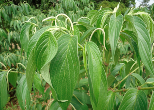 Óleo essencial de pimenta-de-macaco tem potencial para tratar doenças de peixes
