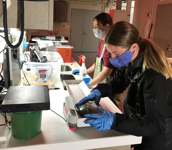 Criação de comportamento em busca de peixes mais limpos e melhores