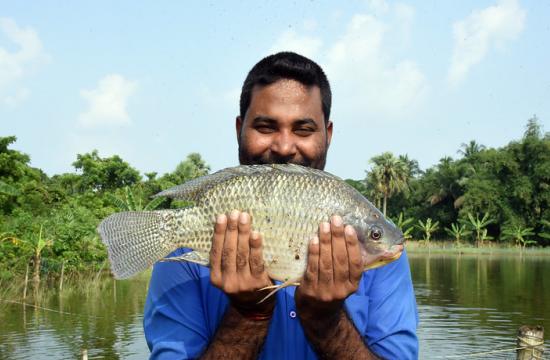 TiLV - Avanço científico é promissor para tilápia resistente a doenças