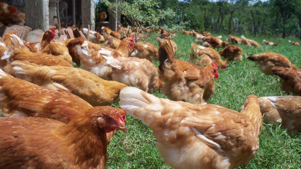 INFORME TÉCNICO - Variante brasileira do vírus de Gumboro, cepa G15 afeta desempenho zootécnico de aves e impacta produção