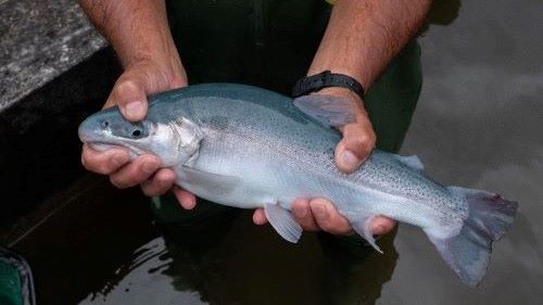 Trutas podem gerar descendentes mais adaptados às mudanças climáticas, sugere estudo do Instituto de Pesca