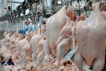 Exportações de carne de frango crescem 4,8% em agosto
