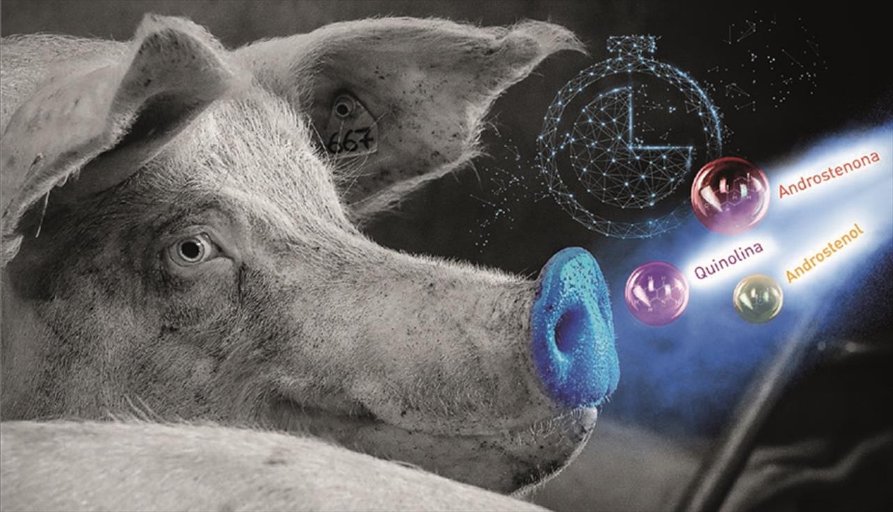 INFORME TÉCNICO - Feromônios sintéticos para detecção do cio ajudam a maximizar rentabilidade da suinocultura