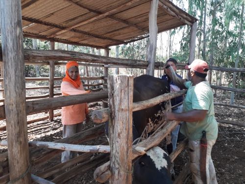 Desenvolvimento Rural de Palmas desenvolve programa de melhoramento genético do rebanho de gado leiteiro no município