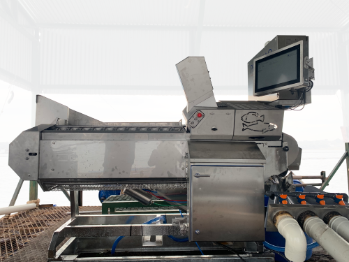 AUTOMATIZAÇÃO - Zoetis lança vacinadora automatizada para tilápias