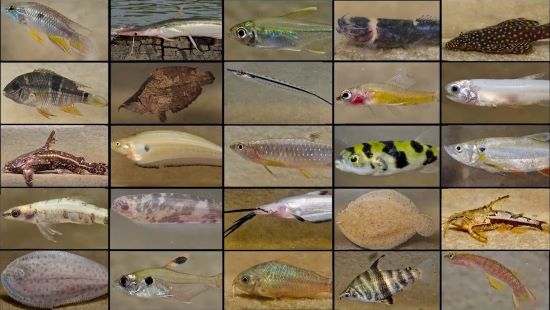 Técnica deverá permitir explorar a biodiversidade de peixes da Amazônia sem capturar animais