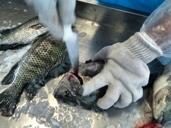 SENCIÊNCIA - Cientistas atestam capacidade dos peixes de sentir dor e emoções