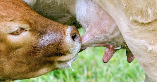 Competição por qualidade