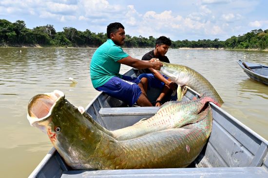 OPINIÃO – Conversas sobre pirarucu